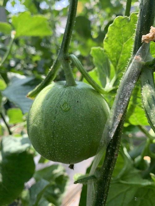 娱乐吃瓜制作  第3张